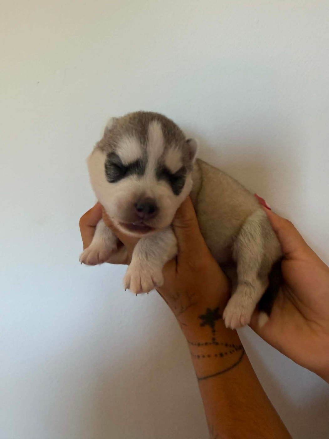 CHIOT 2 femelle grise yeux bleus - Siberian Husky