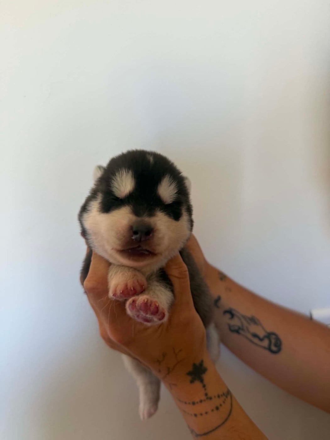 CHIOT 3 male noir et blanc yeux noirs - Siberian Husky