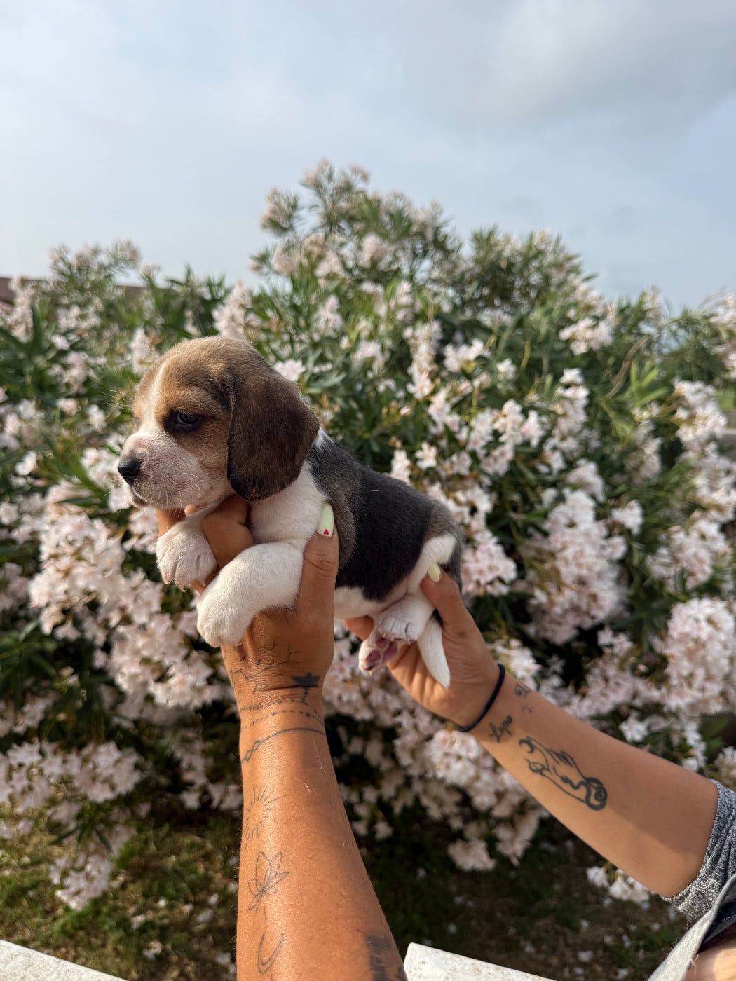 CHIOT 3 Baya