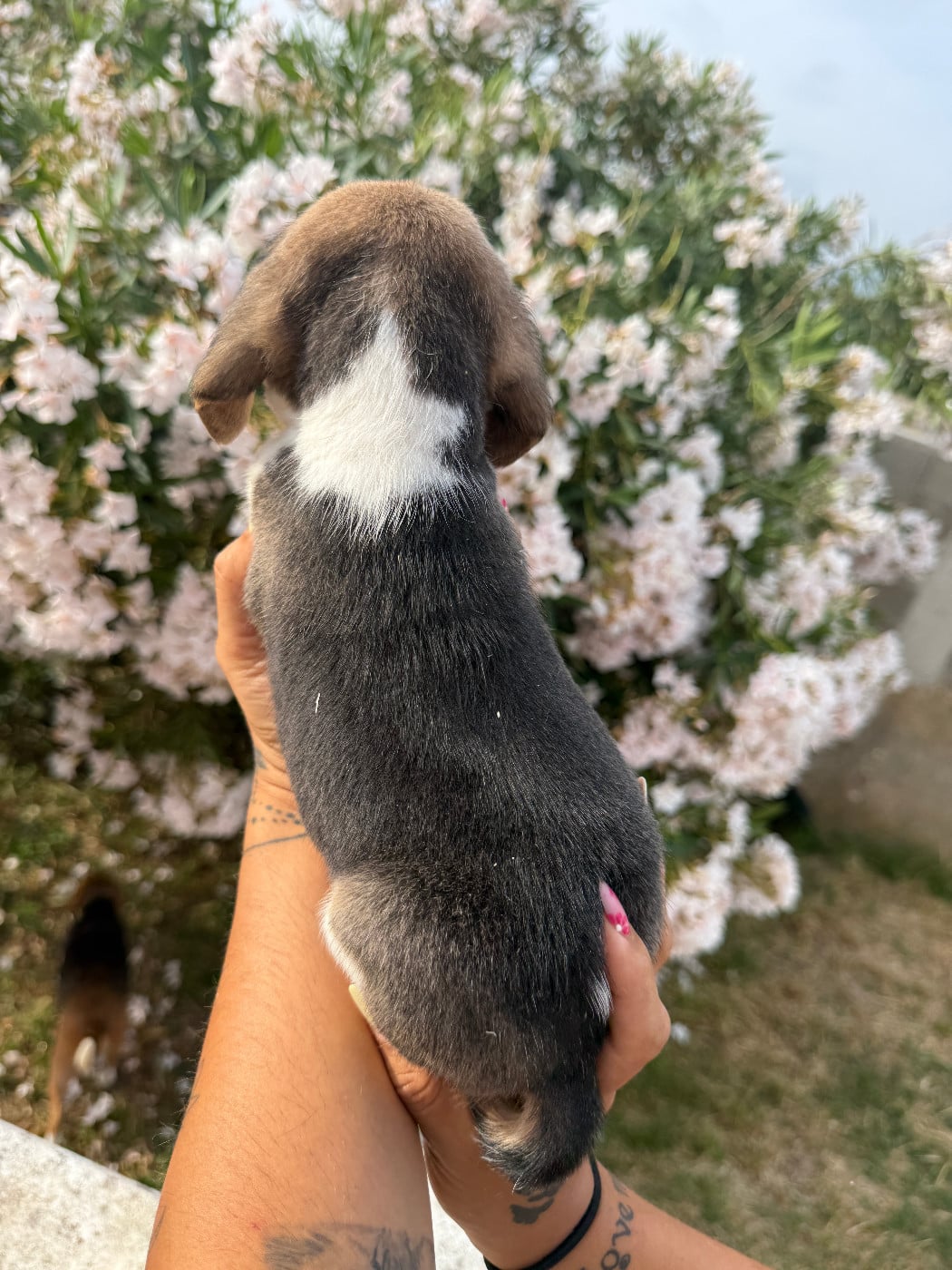 CHIOT 3 Baya