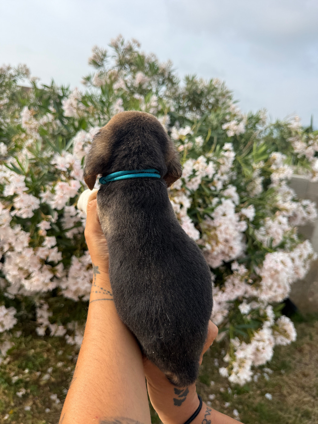 CHIOT 7 BALCO