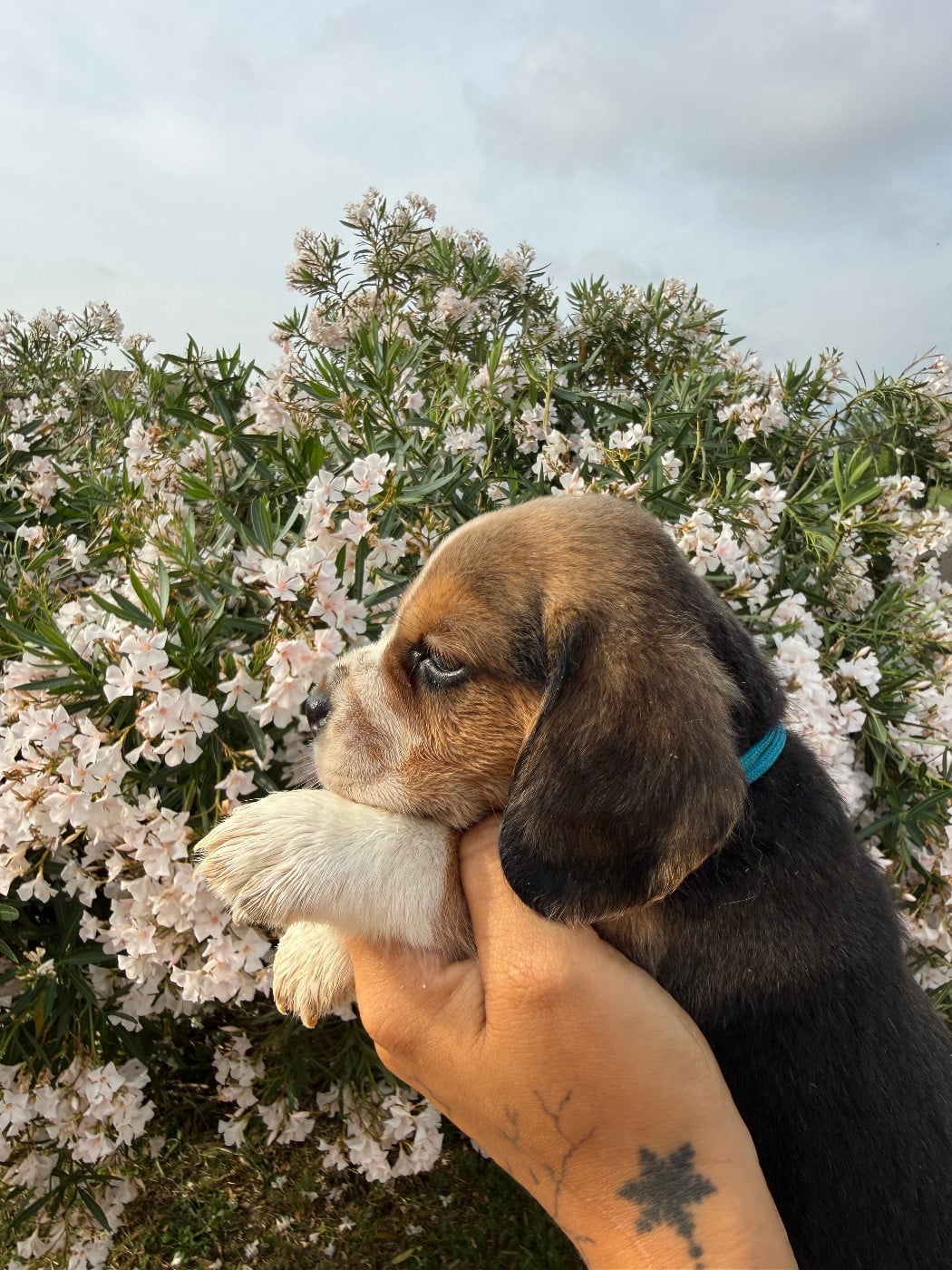 CHIOT 7 BALCO