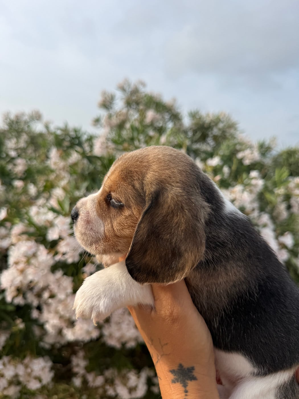 CHIOT 2 BLISS