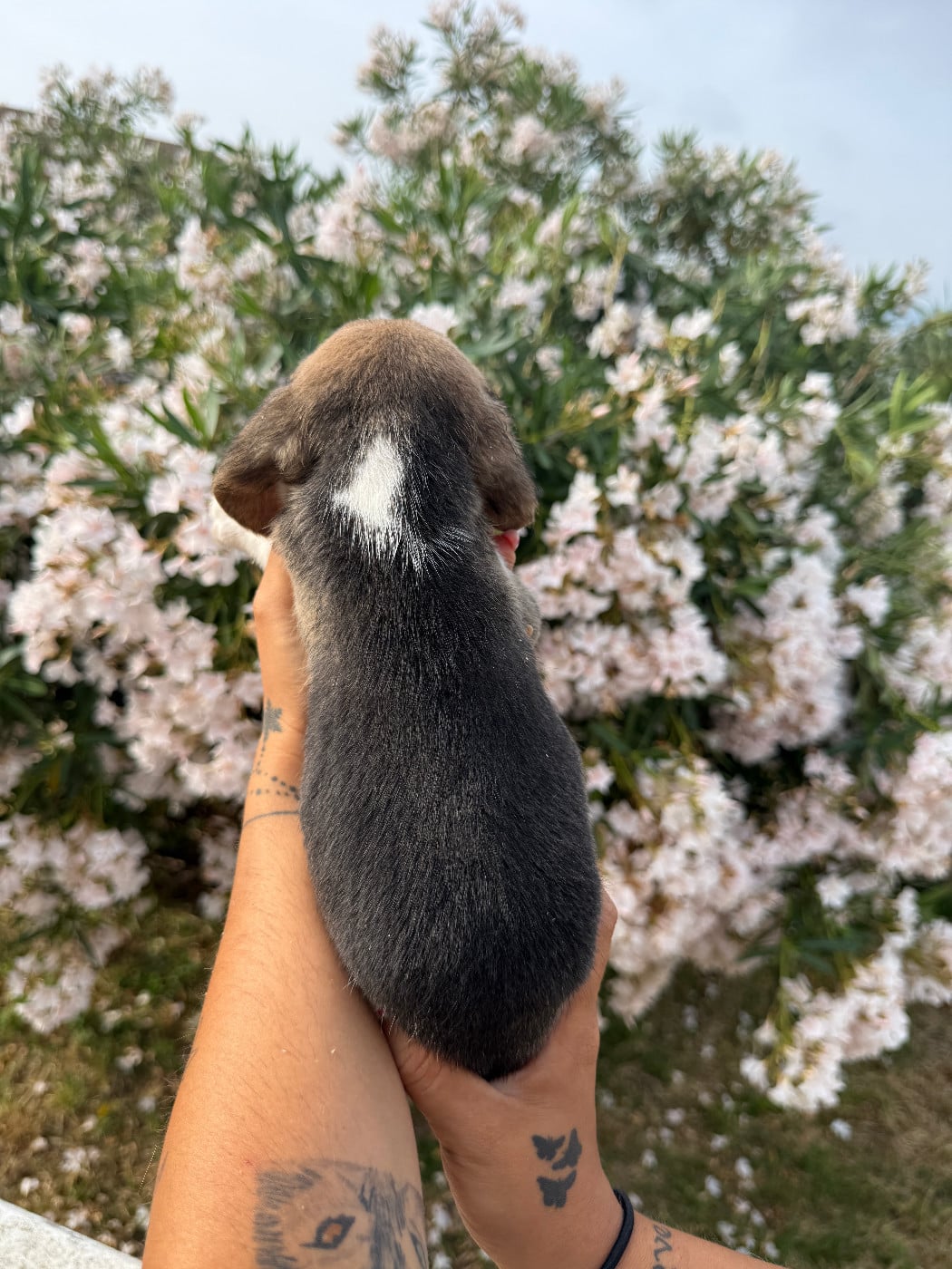 CHIOT 2 BLISS