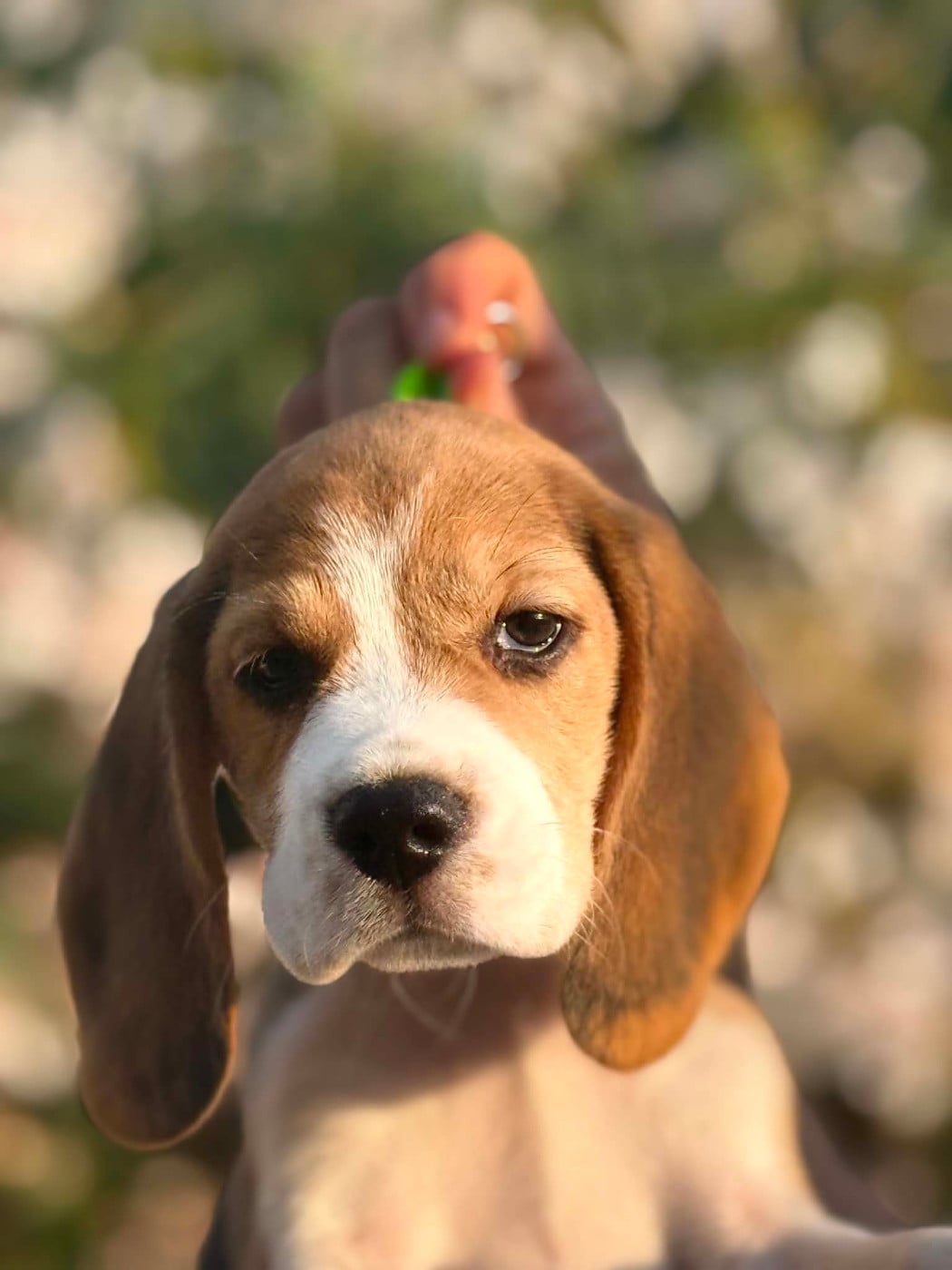 CHIOT 2 BLISS
