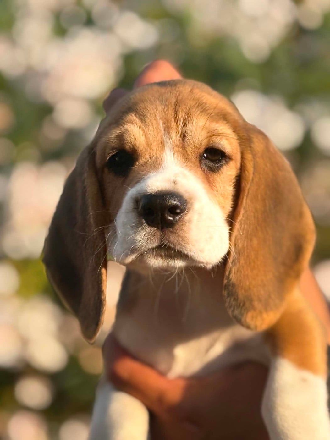 CHIOT 5 BARRY