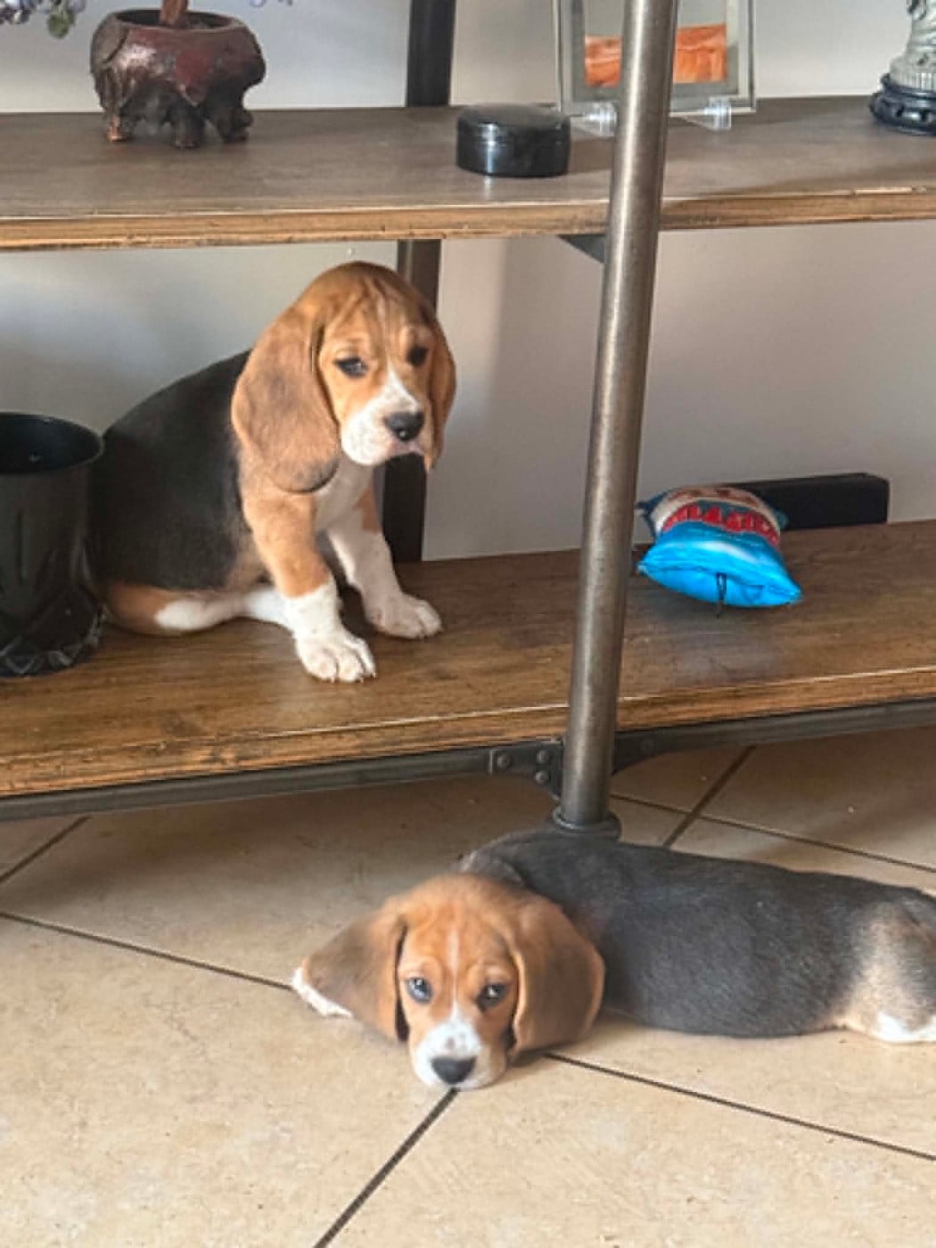 CHIOT 5 BARRY