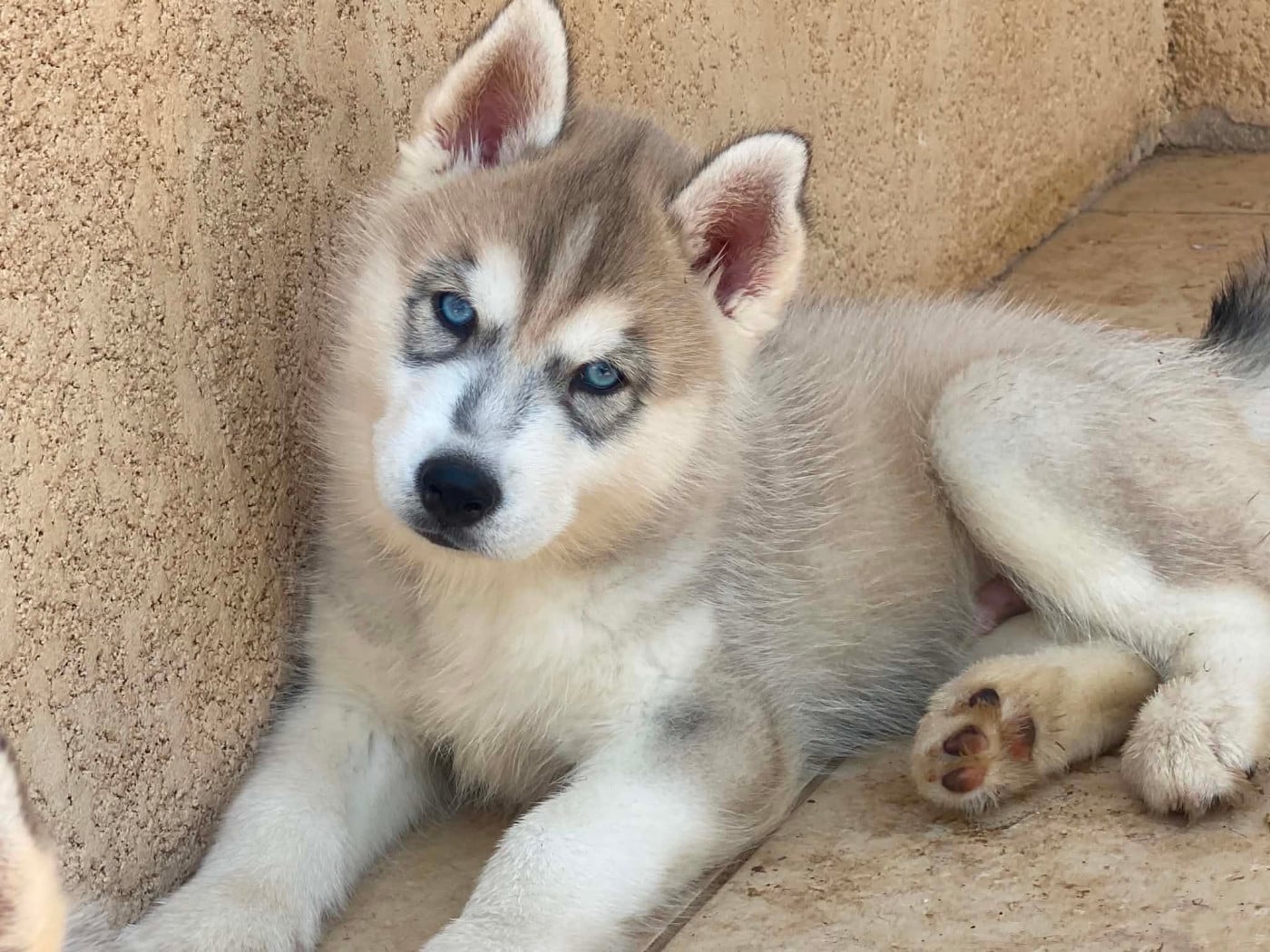 CHIOT Boreal