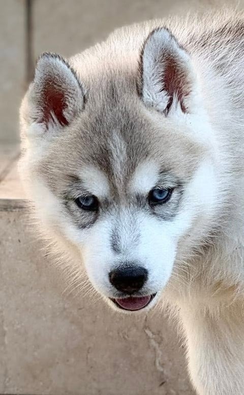 CHIOT Boreal