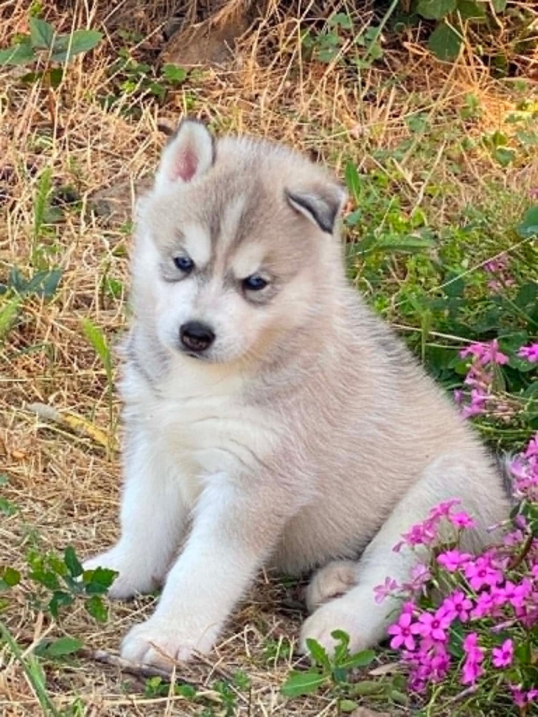 CHIOT Boreal