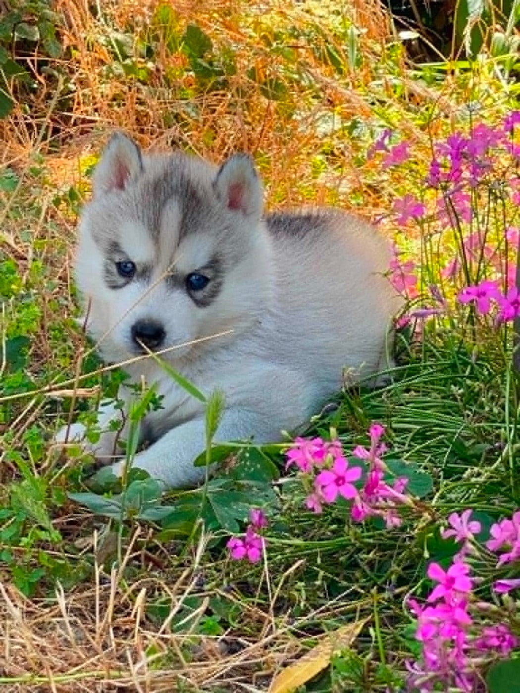 CHIOT 2 Blue Moon