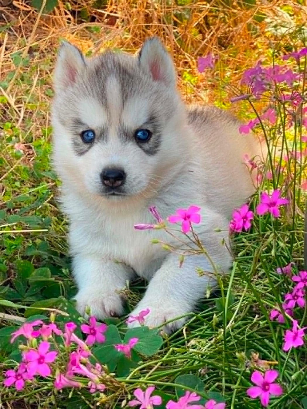 CHIOT 2 Blue Moon