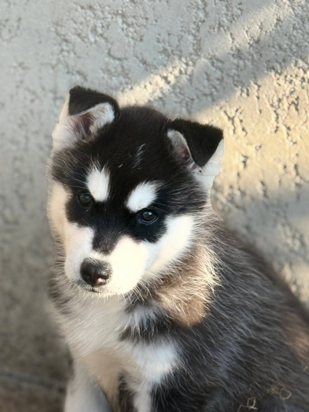 CHIOT 3 Black Demon - Siberian Husky