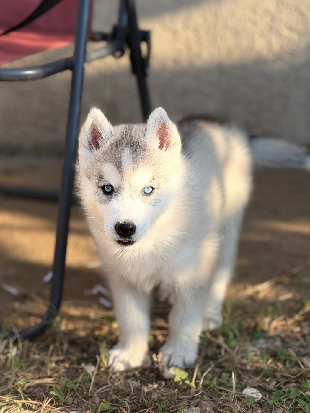 CHIOT 2 Blue Moon