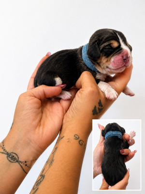 CHIOT 7 collier bleu - Beagle