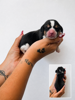 CHIOT 4 collier noir - Beagle