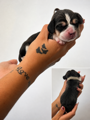 CHIOT 6 collier gris - Beagle
