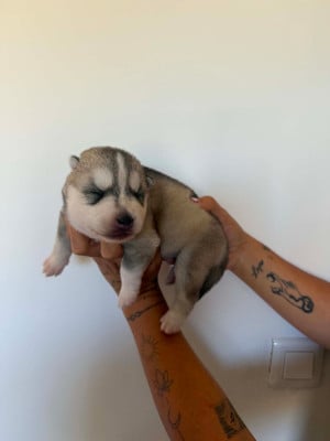 CHIOT 4 male gris yeux bleus - Siberian Husky