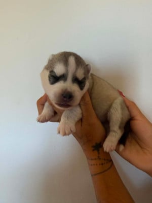 CHIOT 2 femelle grise yeux bleus - Siberian Husky