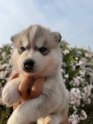 Les chiots de Siberian Husky