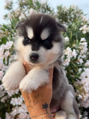 Les chiots de Siberian Husky