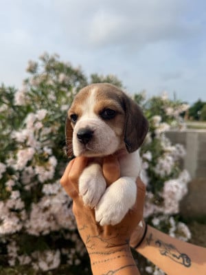 Les chiots de Beagle
