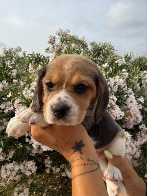 Les chiots de Beagle