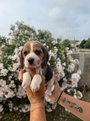 Les chiots de Beagle