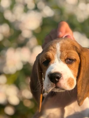 Les chiots de Beagle