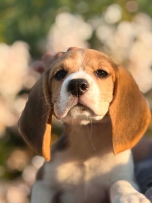 Les chiots de Beagle
