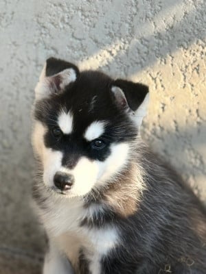 Les chiots de Siberian Husky