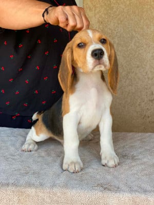 Les chiots de Beagle