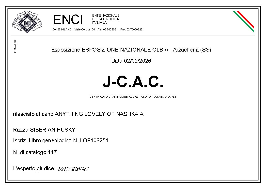 Anything lovely of nashkaia - 1ere exc CACJ, Bob jeune , BOB