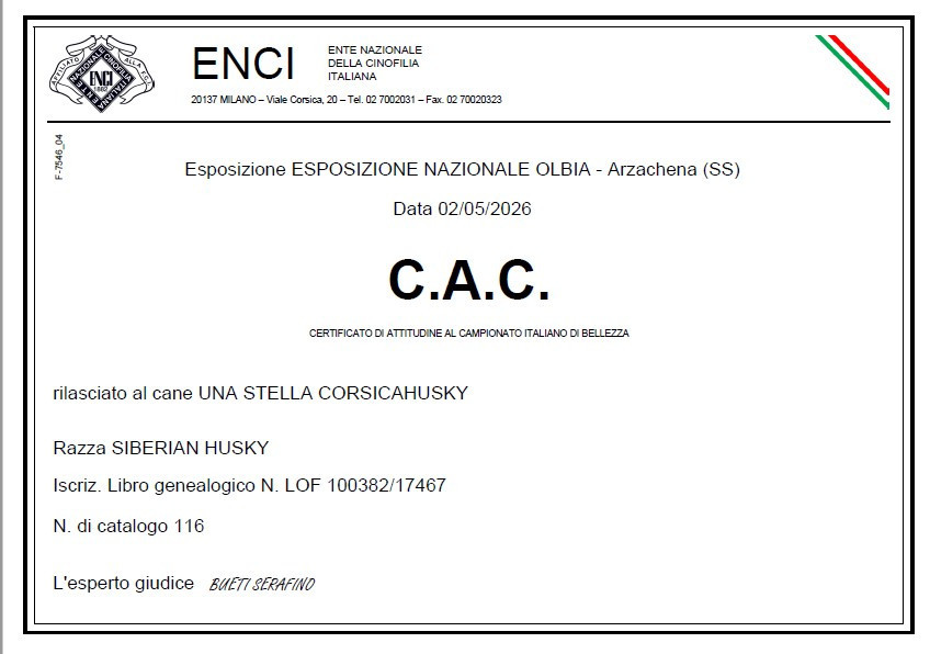 Anything lovely of nashkaia - 1ere exc CAC classe ouverte femelle