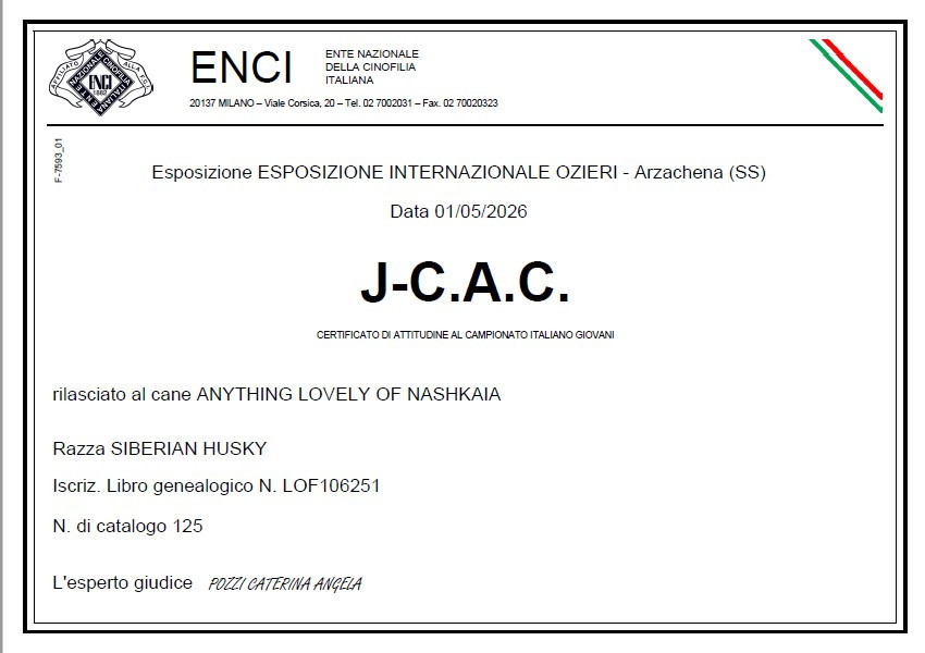 Anything lovely of nashkaia - 1ere exc CACJ, Bob jeune , BOB