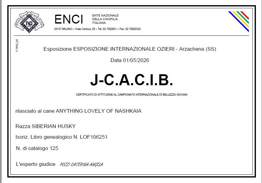 Anything lovely of nashkaia - 1ere exc CACJIB, Bob jeune , BOB
