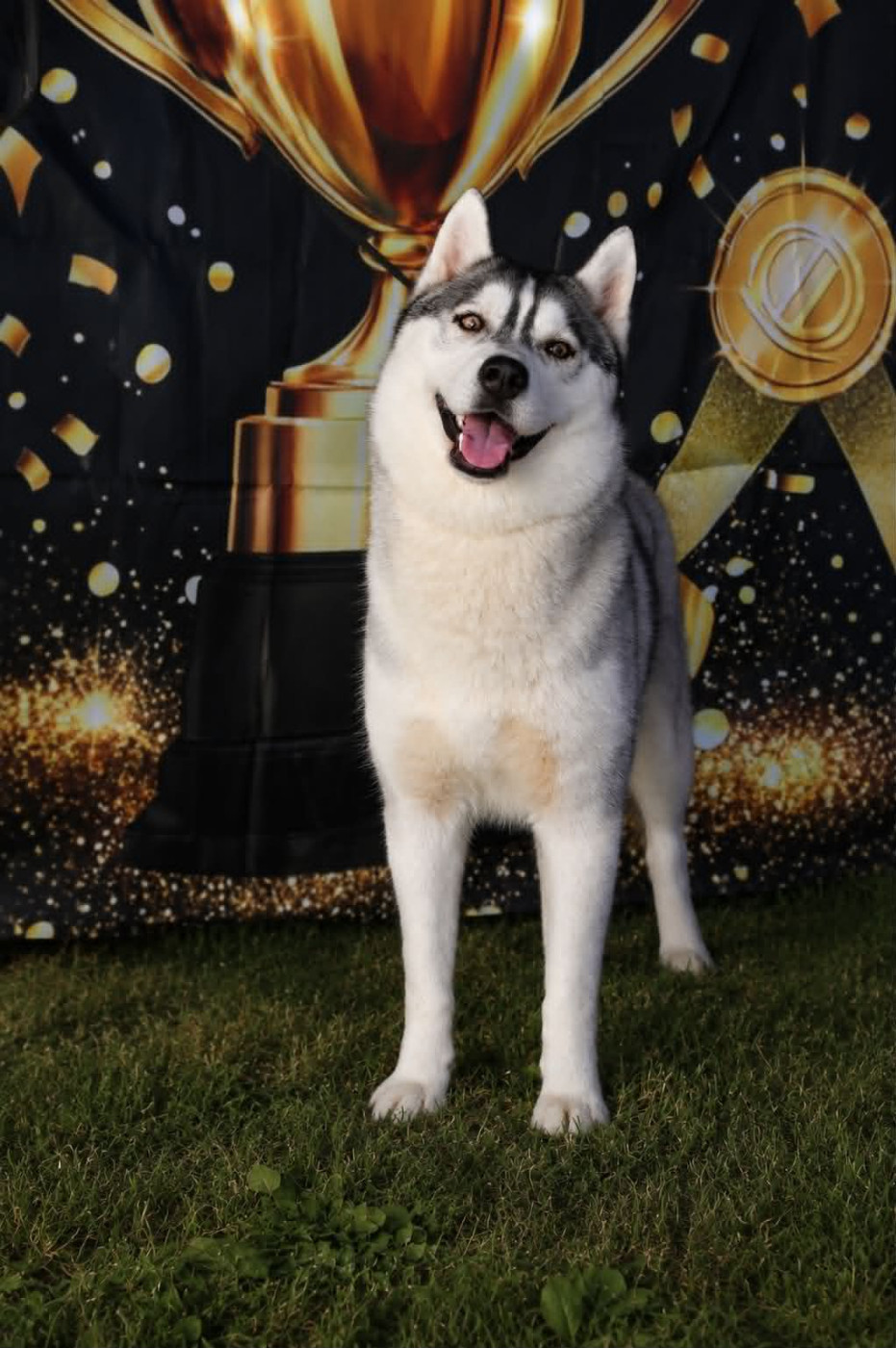 Anything lovely of nashkaia - 1ere exc CACJ, Bob jeune , BOB