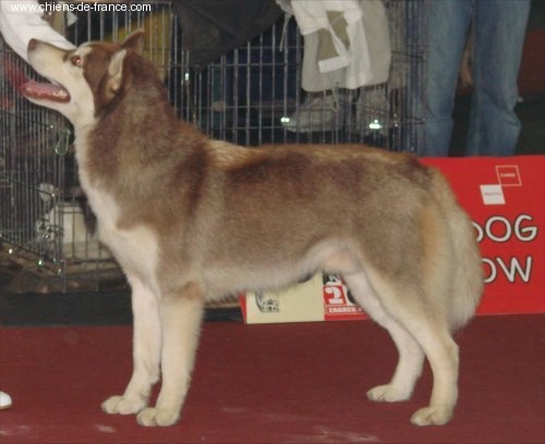 CH. Bombe Corsicahusky - Tres bon classe jeune male