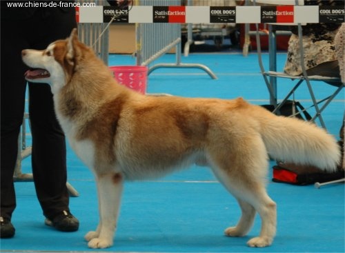 CH. Bombe Corsicahusky - 1er exc inter male,rcacs,