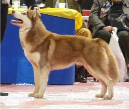 CH. Bombe Corsicahusky - cacs, meilleur de race