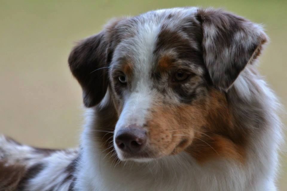 Publication : du temple de Palés Auteur : temple de palés