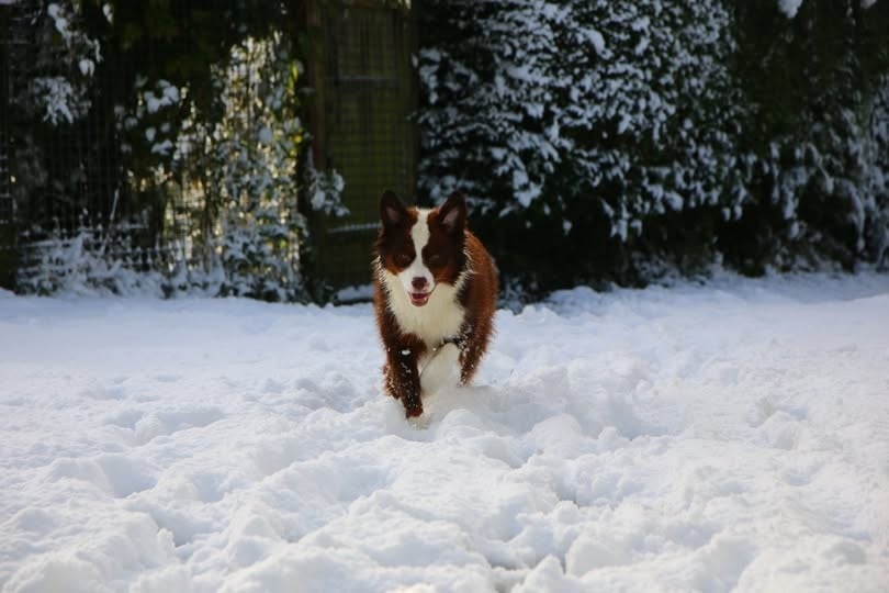 wichita native american De l'Univers d'Evine