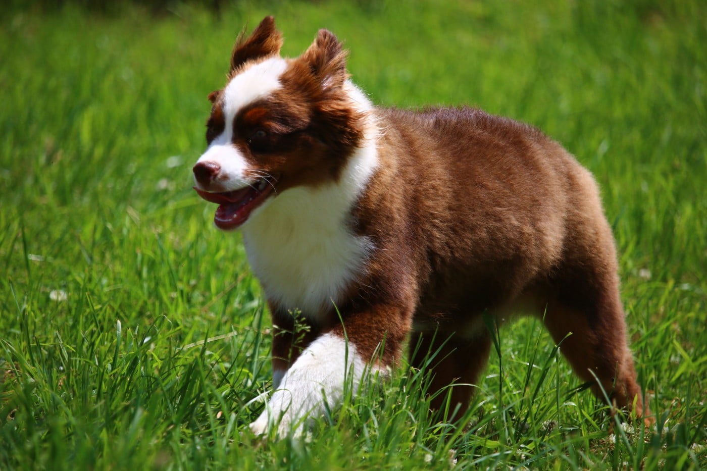 wichita native american De l'Univers d'Evine