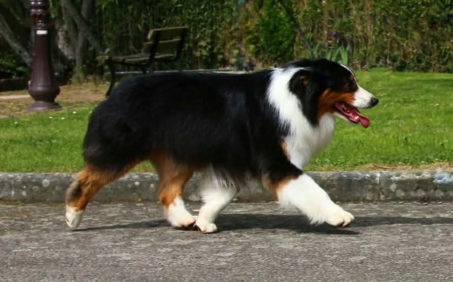 CH. seventy seven Eastern delight