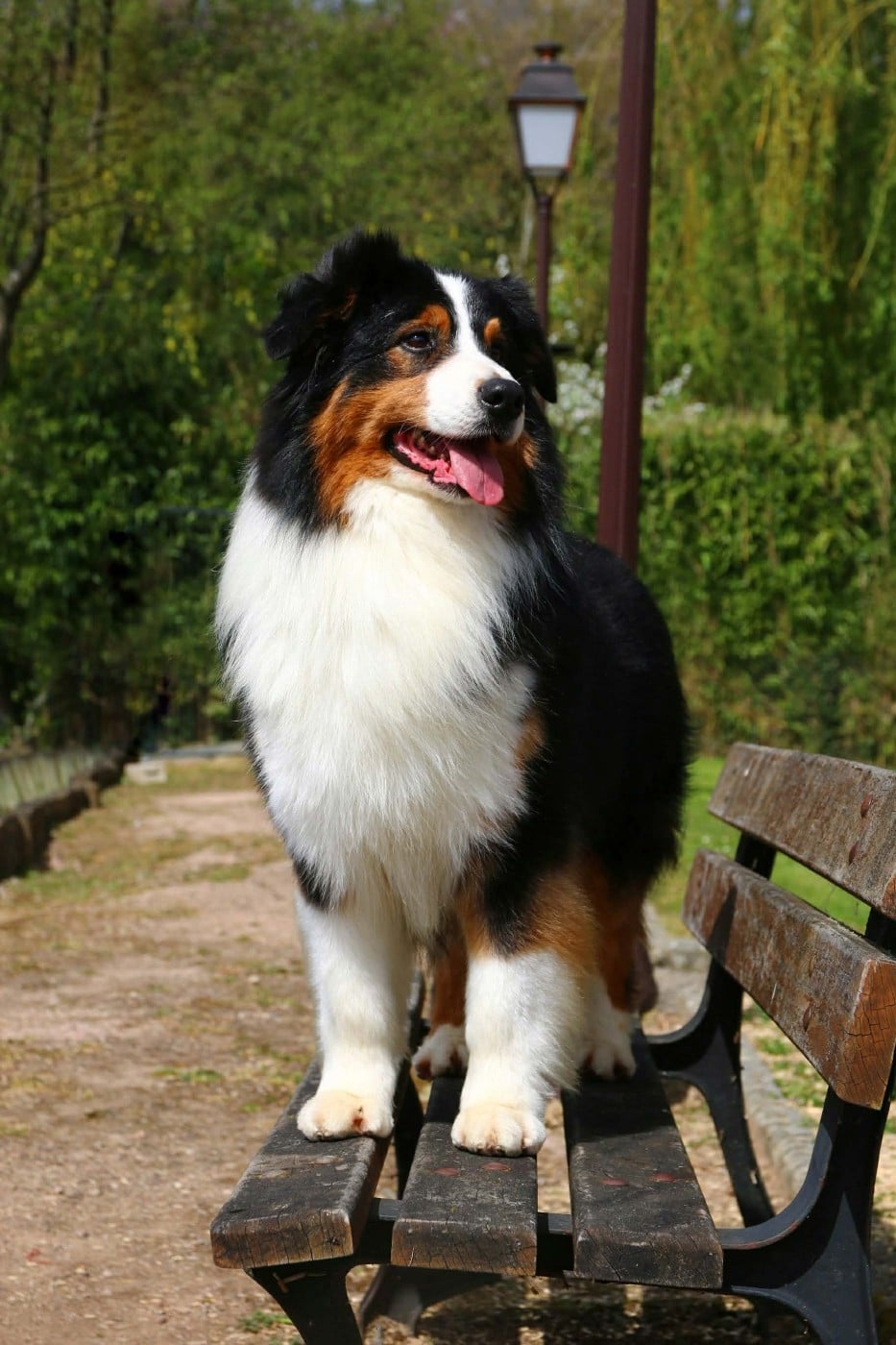 CH. seventy seven Eastern delight