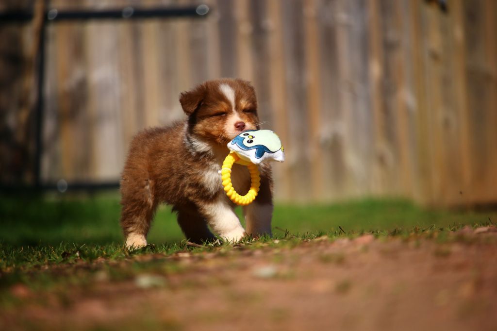 agence tous risques Hannibal