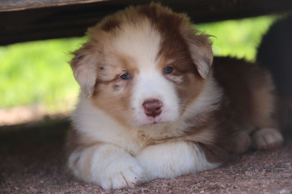 Chiot Berger Australien Du Temple De Pales Elevage Famillial De Bergers Australiens