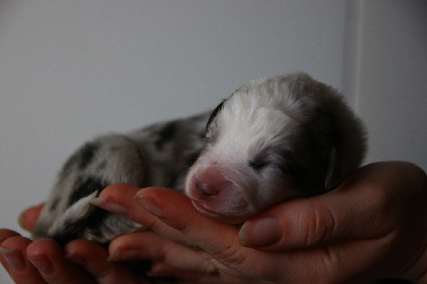 mâle bleu merle - Berger Américain Miniature