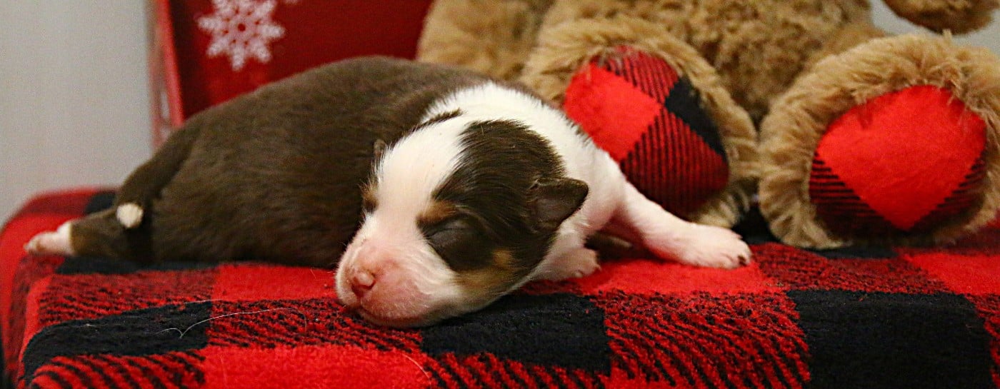 femelle rouge tricolore