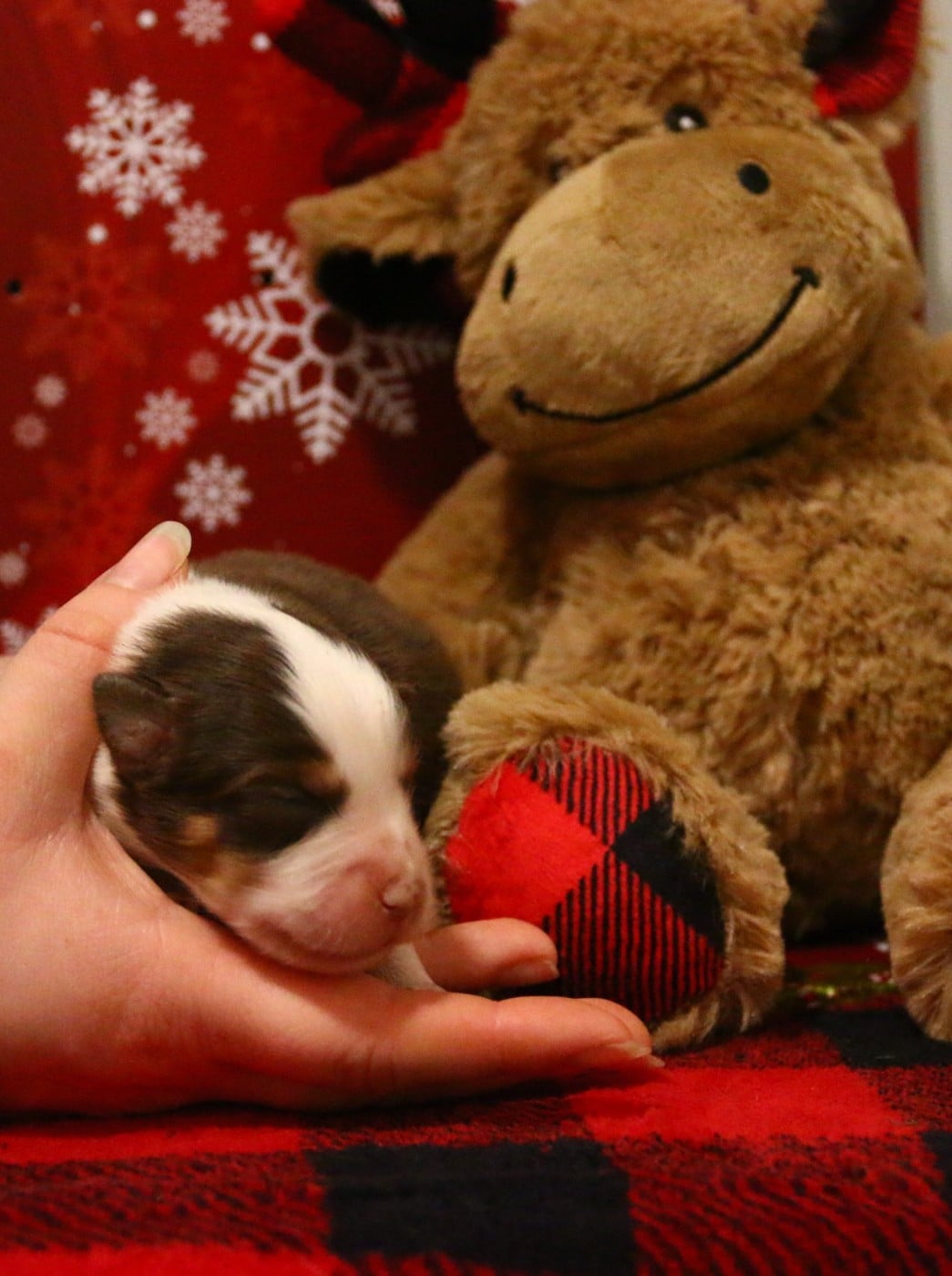 femelle rouge tricolore